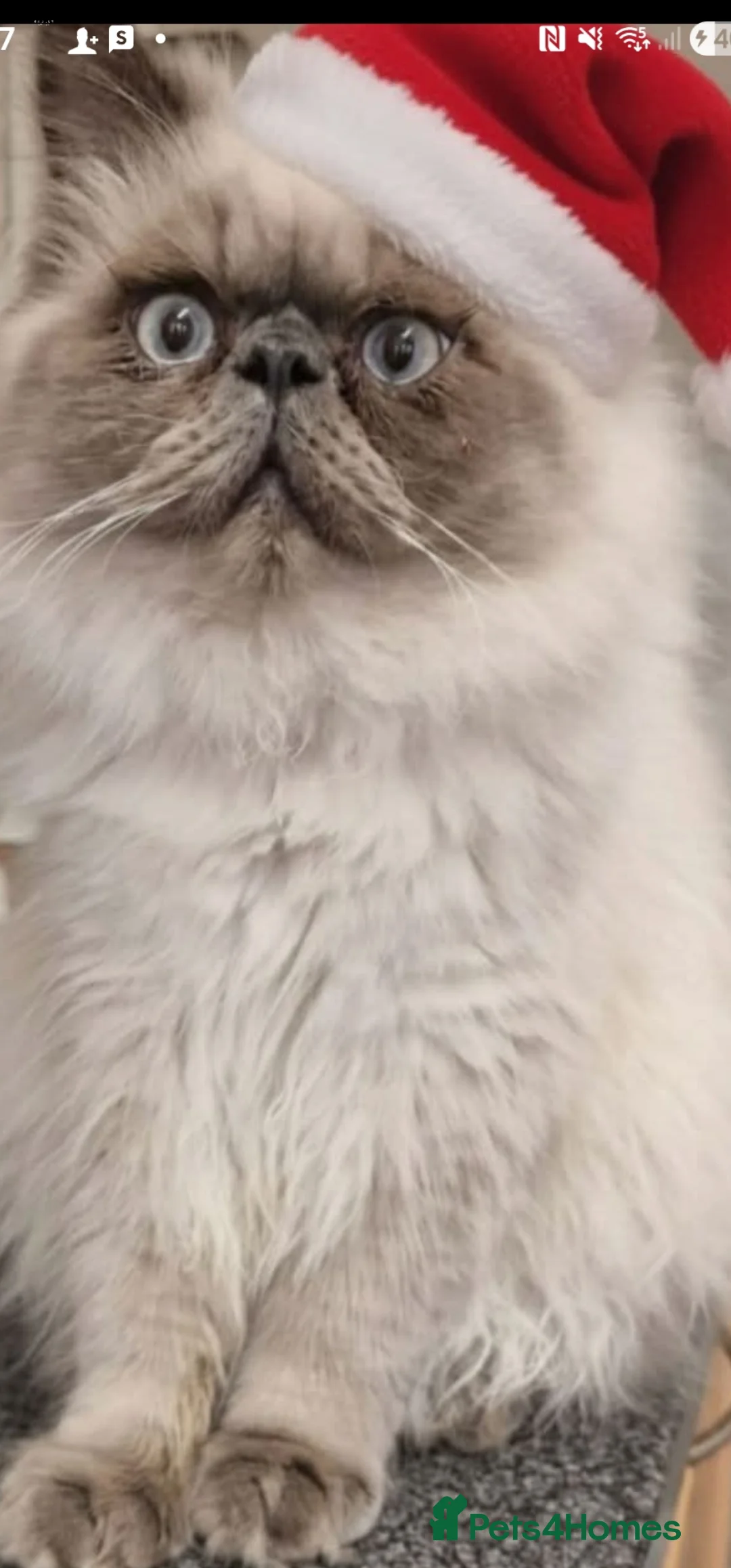 Himalayan cats for sale: Big bundle of love clyde - Advert 1