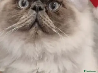 Himalayan cats Big bundle of love clyde - Advert 1