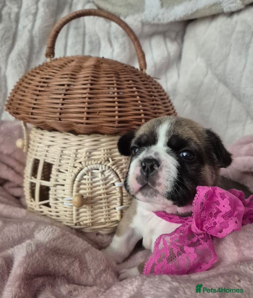French Bulldog dogs for sale: French Bulldog Puppies - Image 1