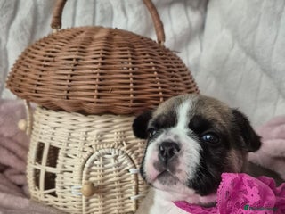 French Bulldog dogs - Advert 1