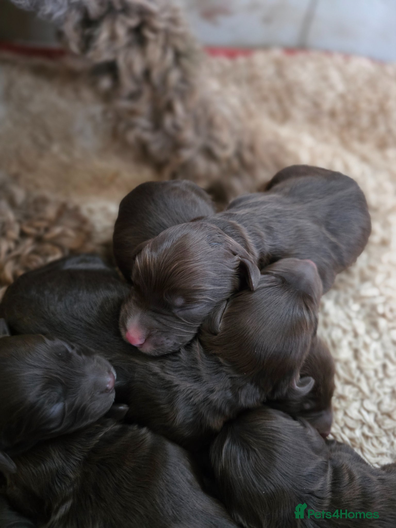 Cockapoo dogs Cockerpoo puppies F1 stunning mixed litter  - Advert 10