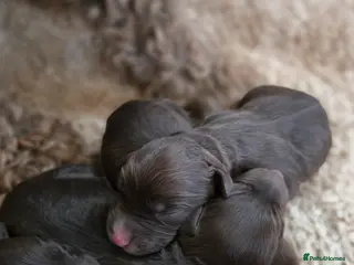 Cockapoo dogs Cockerpoo puppies F1 stunning mixed litter - Advert 10