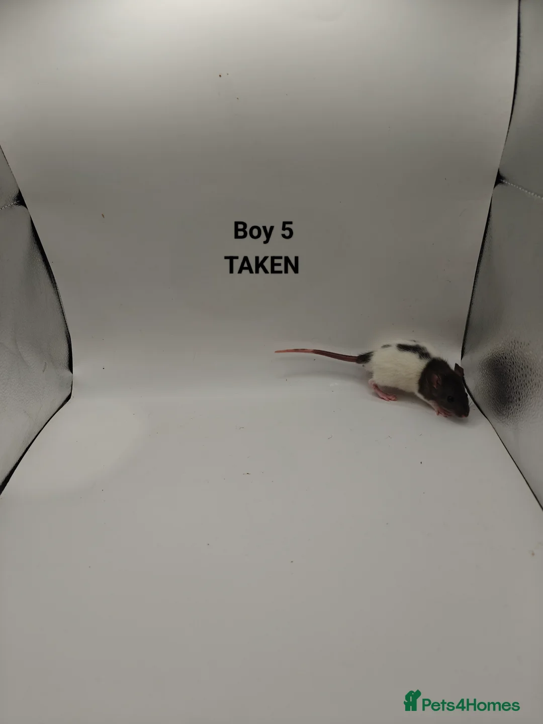 Rat rodents for sale: NOV: 18 Rats (2 Rats: 2 Girls Left) - Advert 6