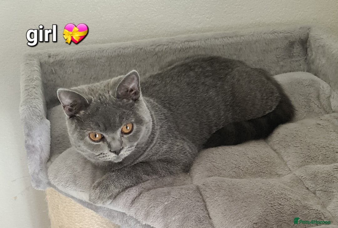 British Shorthair cats for sale: British Shorthair kittens READY NOW  in Mexborough - Image 5