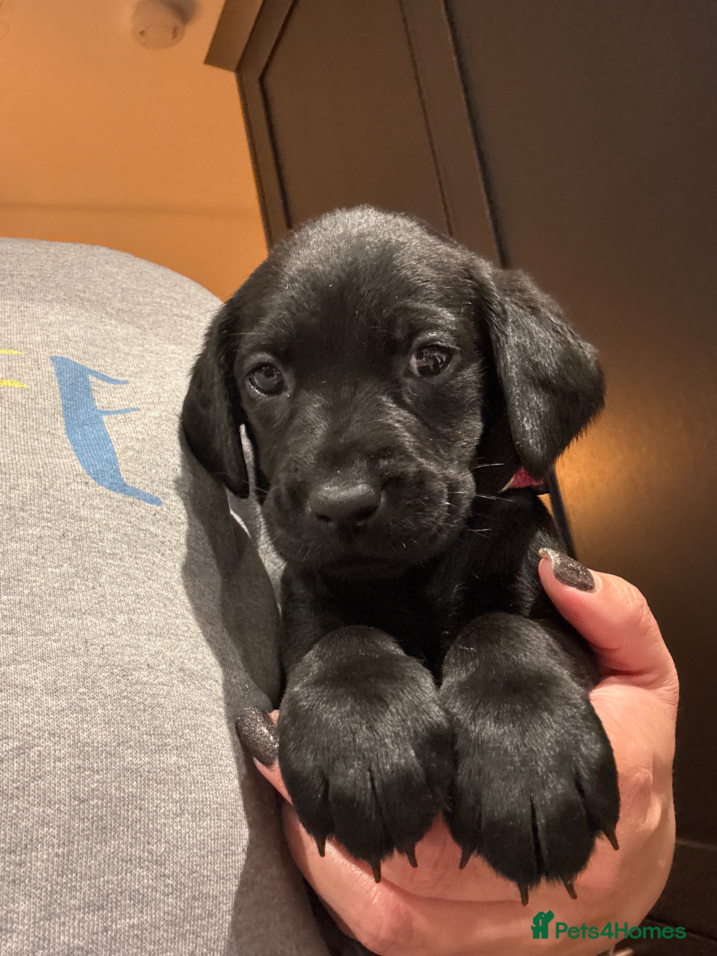 Labrador Retriever dogs for sale: Adorable Labrador Puppies For Sale - Advert 2