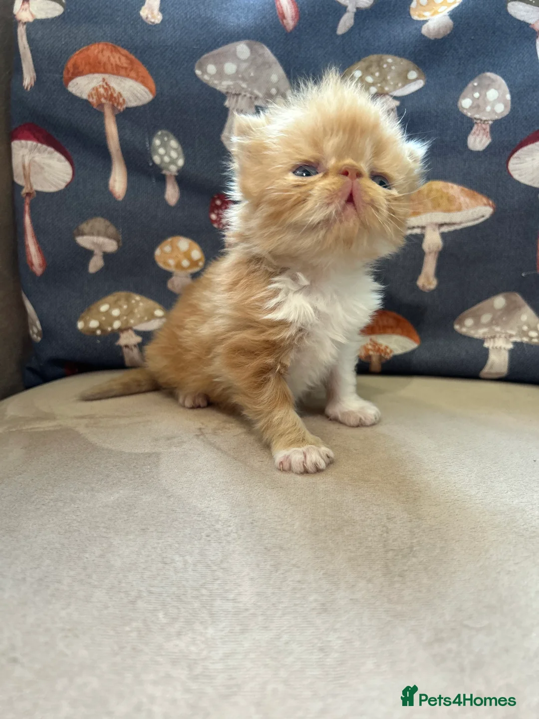 Persian cats for sale: Pure Persian kittens - Advert 19