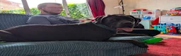 Cane Corso dogs for sale: Beautiful gentle female cane corso in Gloucester - Advert 2