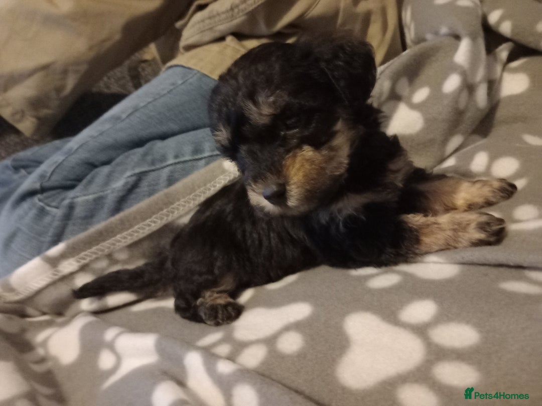 Mixed Breed dogs for sale: TOY SHNOODLES READY 21 DEC - Advert 15