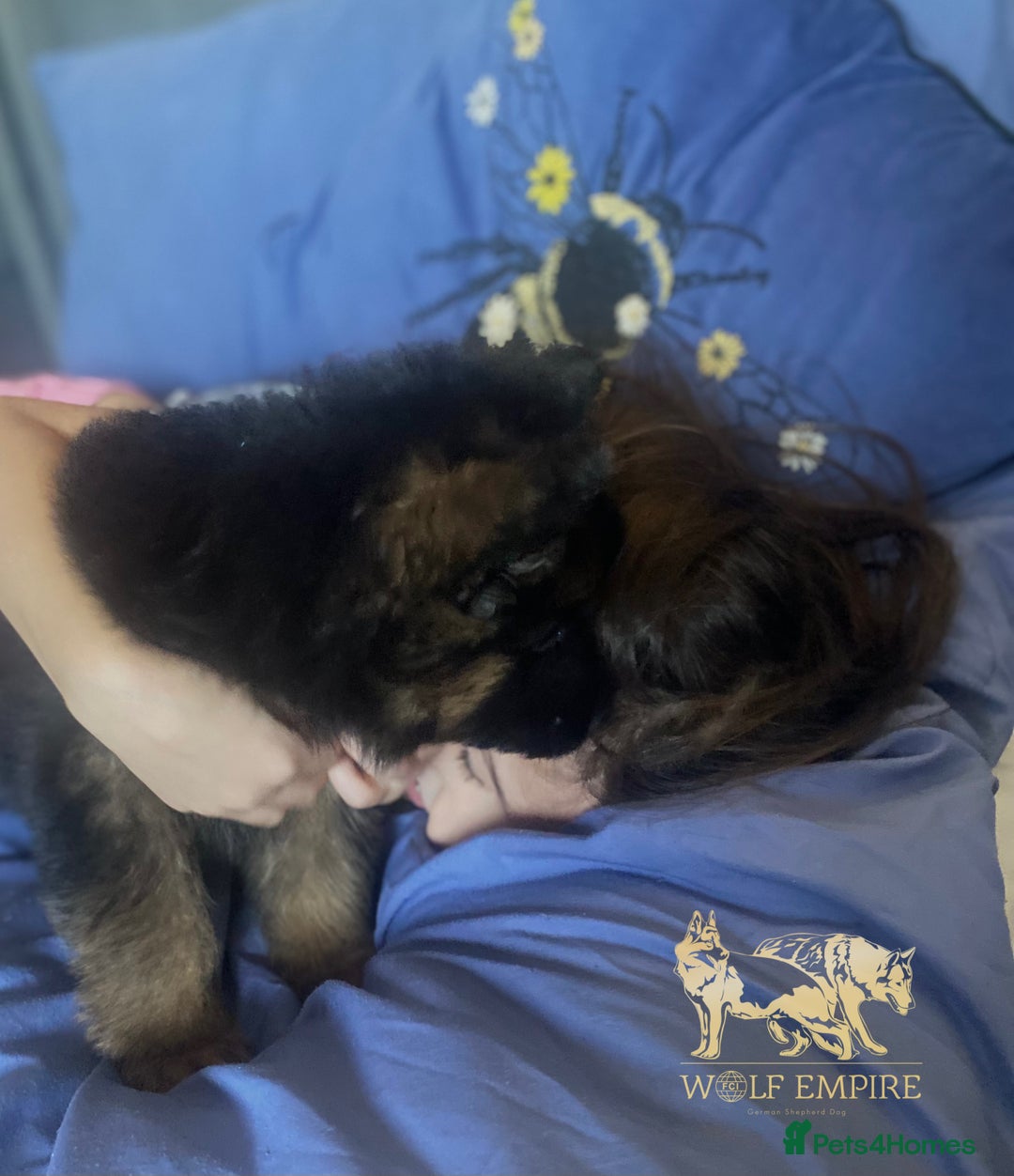 German Shepherd dogs for sale: ⭐️Beautiful German Shepherds puppies ⭐️ - Image 3