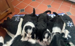 Border Collie dogs for sale: 🏡 Smart, Sweet Border Collie Pups Await You!" - Image 22
