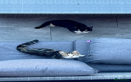 Domestic Shorthair cats for sale: Only 2 left - beautiful cuddly litter of 4  - Image 11