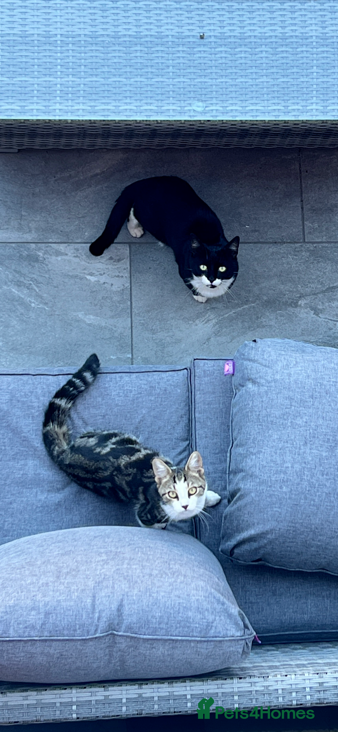 Domestic Shorthair cats for sale: Only 2 left - beautiful cuddly litter of 4  - Image 11