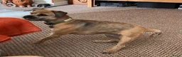Border Terrier dogs for sale: KC registered 2y Border Terrier Bitch - Advert 12