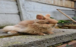 Mixed Breed rabbits for sale: Angora x Lionhead Female Looking For Home  - Image 16