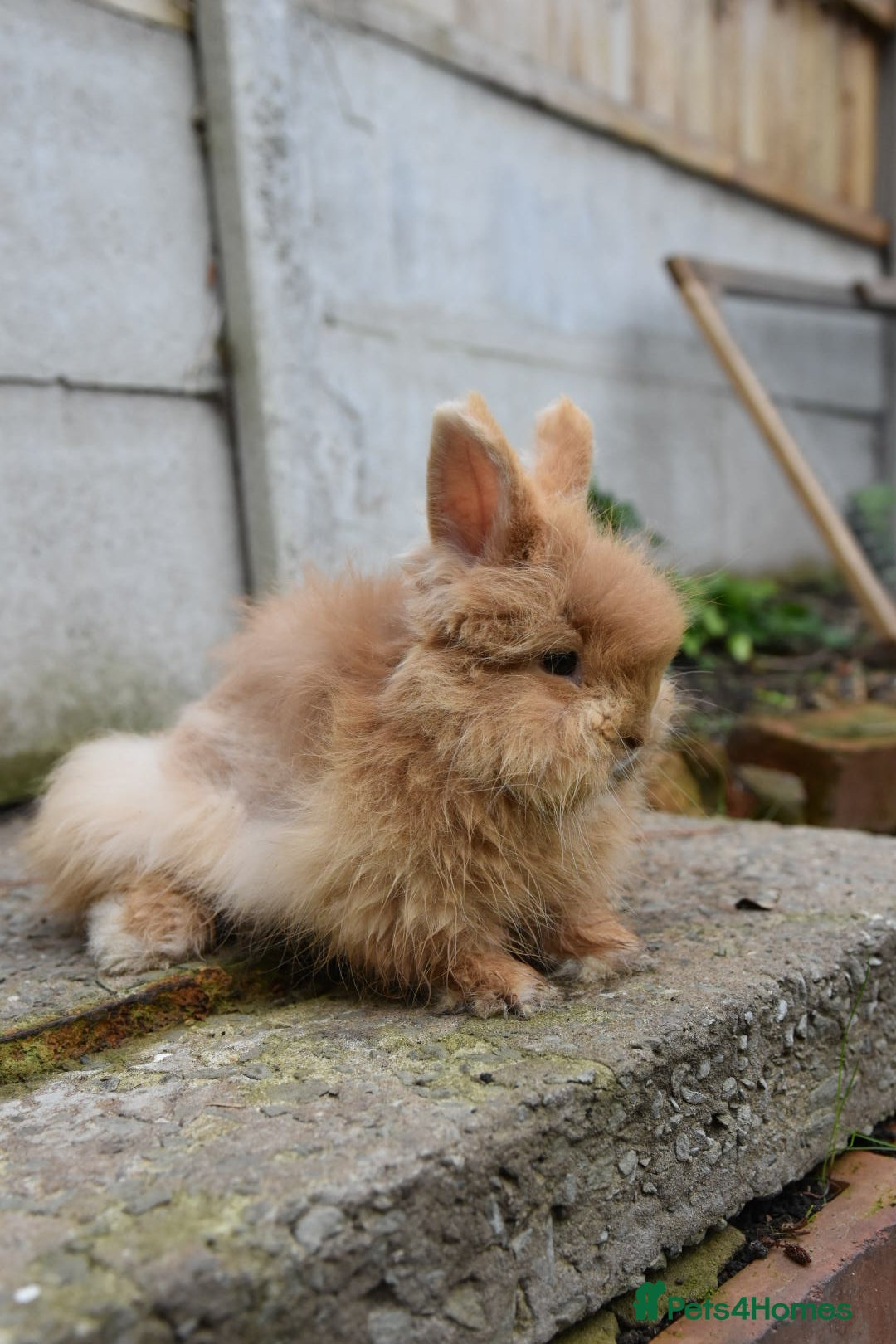 Mixed Breed rabbits for sale: Angora x Lionhead Female Looking For Home  - Image 16