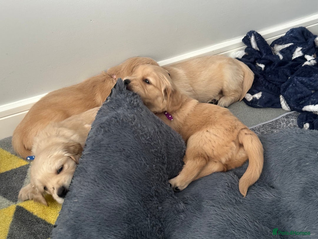 Golden Retriever dogs for sale: KC Golden Retriever Male. 🧬Health Tested Parents - Image 27