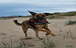 Mixed Breed dogs for adoption: BETSY-2yrs, 22kg, loves dogs/well trained/playful - Image 16