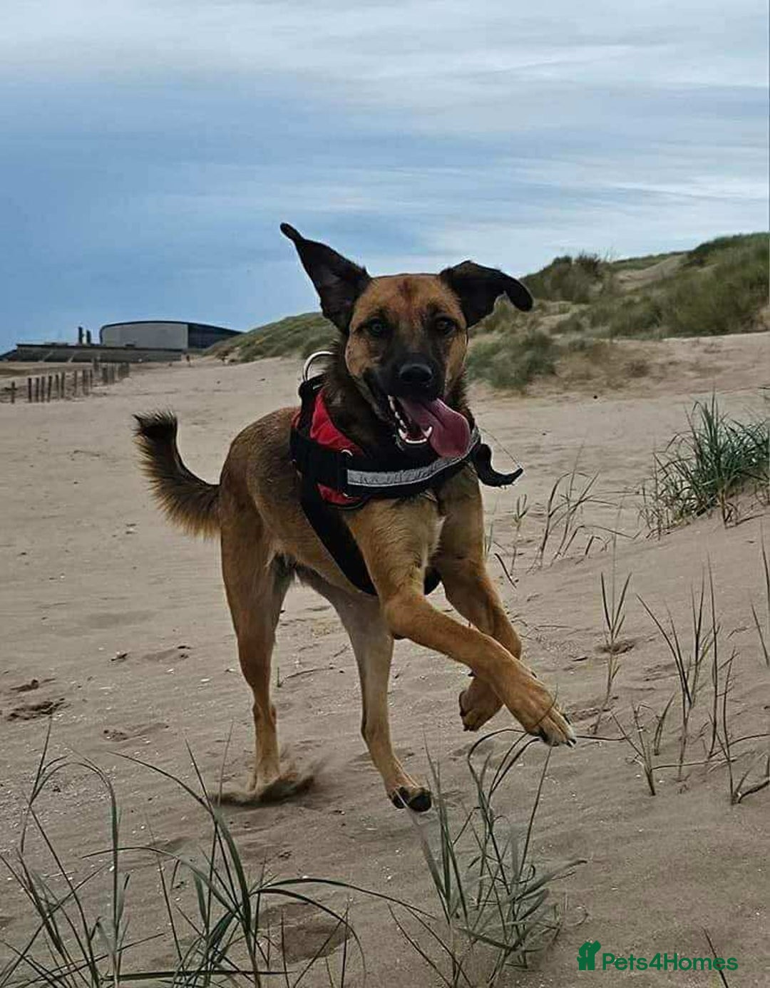 Mixed Breed dogs for adoption: BETSY-2yrs, 22kg, loves dogs/well trained/playful - Image 16