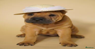 Shar Pei dogs - Advert 2