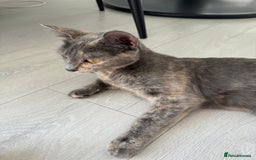 Mixed Breed cats for sale: Beautiful Domestic Shorthair Kittens grey / black - Image 12
