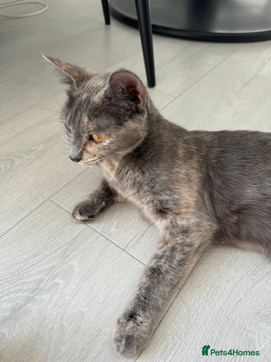 Mixed Breed cats for sale: Beautiful Domestic Shorthair Kittens grey / black - Image 12
