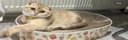 Scottish Fold cats for sale: Scottish Fold Kittens  - Advert 2