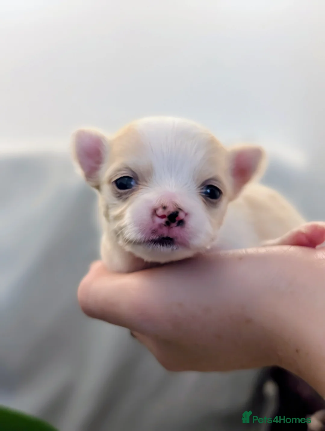 Chihuahua dogs for sale:  3 ABSOLUTELY GORGEOUS CHIHUAHUA PUPPIES FOR SALE - Advert 30