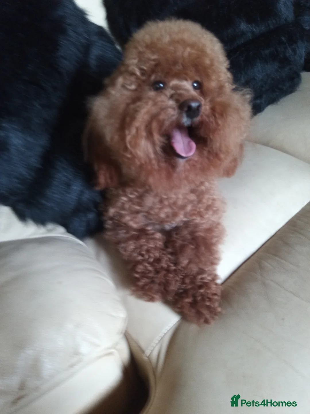 Toy Poodle dogs for stud: FULL panel DNA red KC internationa champion sired  in Ebbw Vale - Advert 3