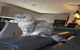 Scottish Fold cats for sale: Loving Home Wanted for Stunning Scottish Fold Girl - Image 1