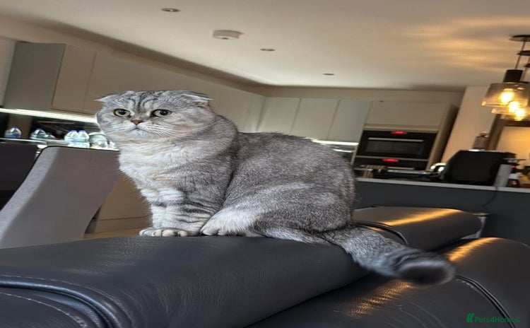 Scottish Fold cats - Advert 1