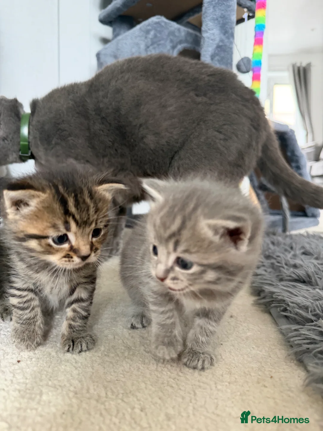 British Shorthair cats for sale: Blue British short haired cross tabby’s  in Willenhall - Advert 8