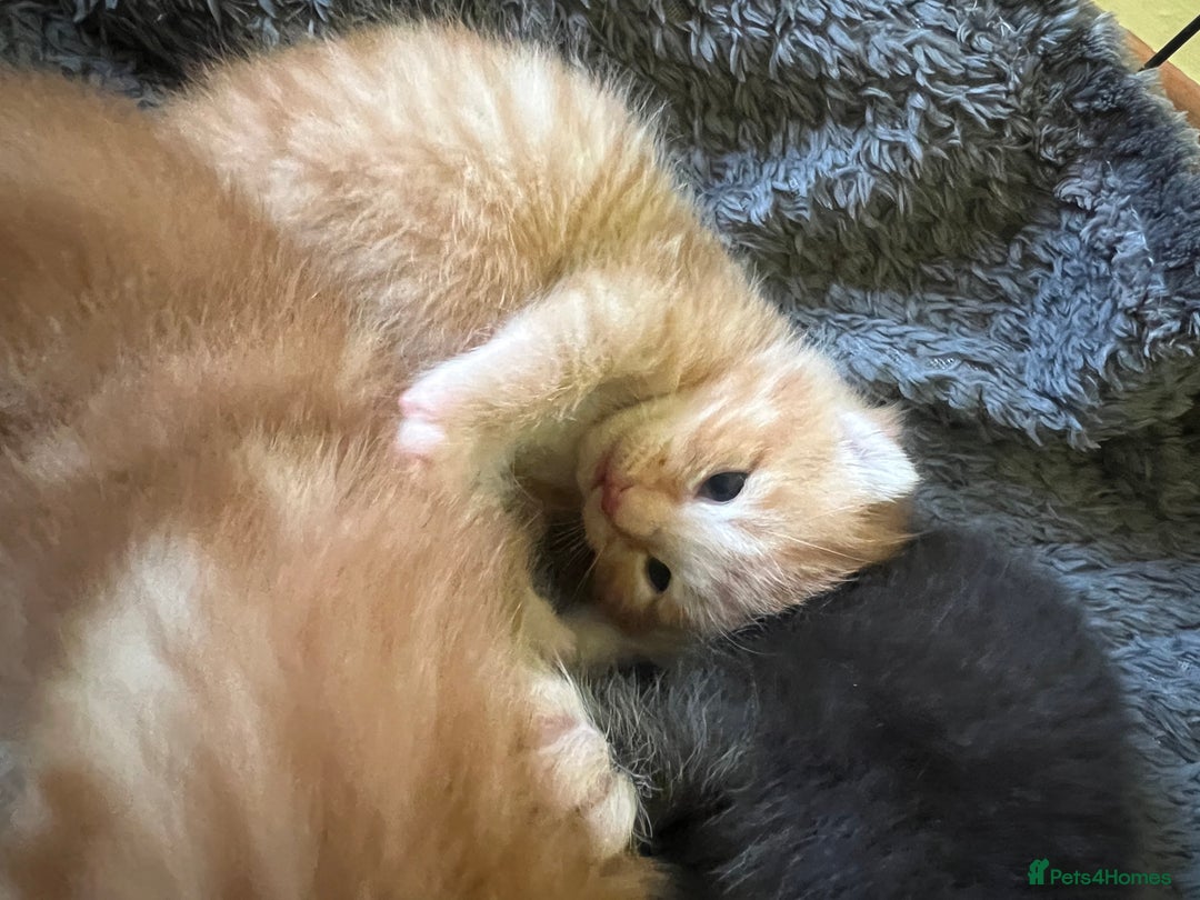 Mixed Breed cats for sale: Beautiful mixed breed kittens  - Image 3