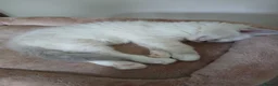 Ragdoll cats for sale: Ragdoll kittens  in Ramsgate - Advert 14