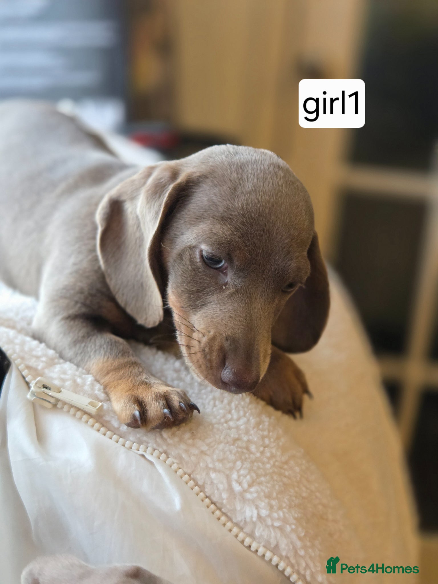 Miniature Dachshund dogs Miniature  dachshund - Advert 17