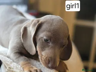 Miniature Dachshund dogs Miniature dachshund - Advert 17