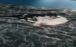 Mixed Breed cats for sale: 2 female kittens  - Image 3