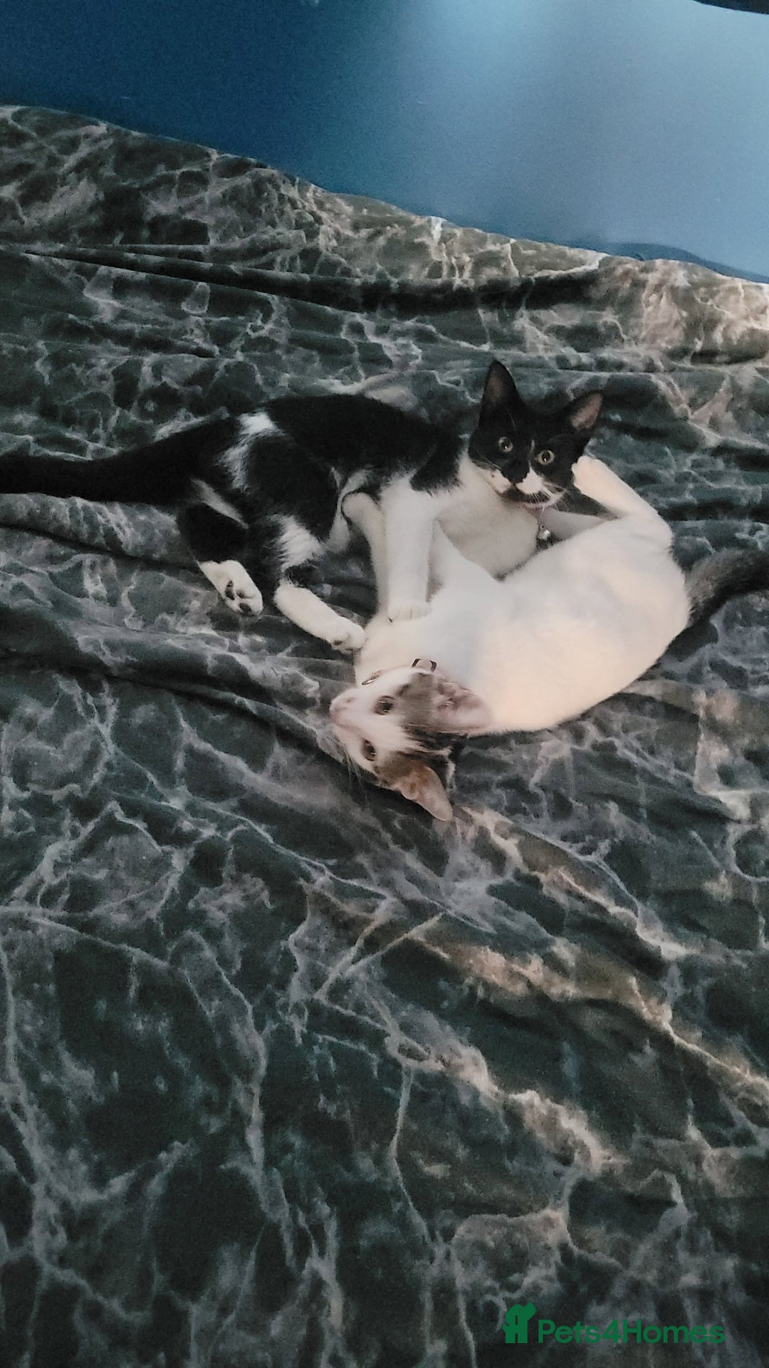 Mixed Breed cats for sale: 2 female kittens  - Image 3