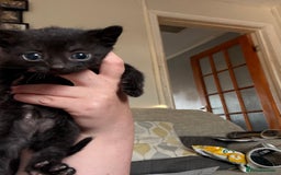 Domestic Shorthair cats for sale: Black male kittens ready now  - Image 4
