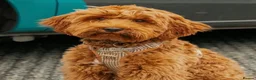 Australian Labradoodle dogs for sale: WAITING LIST Australian Labradoodles - RED - Advert 4