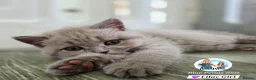 British Shorthair cats for sale: 5 Beautiful British short hair kittens available  - Advert 15