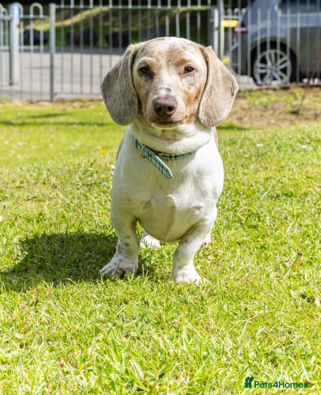 Miniature Dachshund dogs for sale: Miniature dachshund pups KC Reg - Advert 27