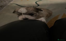 Mixed Breed dogs for sale: Maltese x chihuahua puppies for sale  - Image 12
