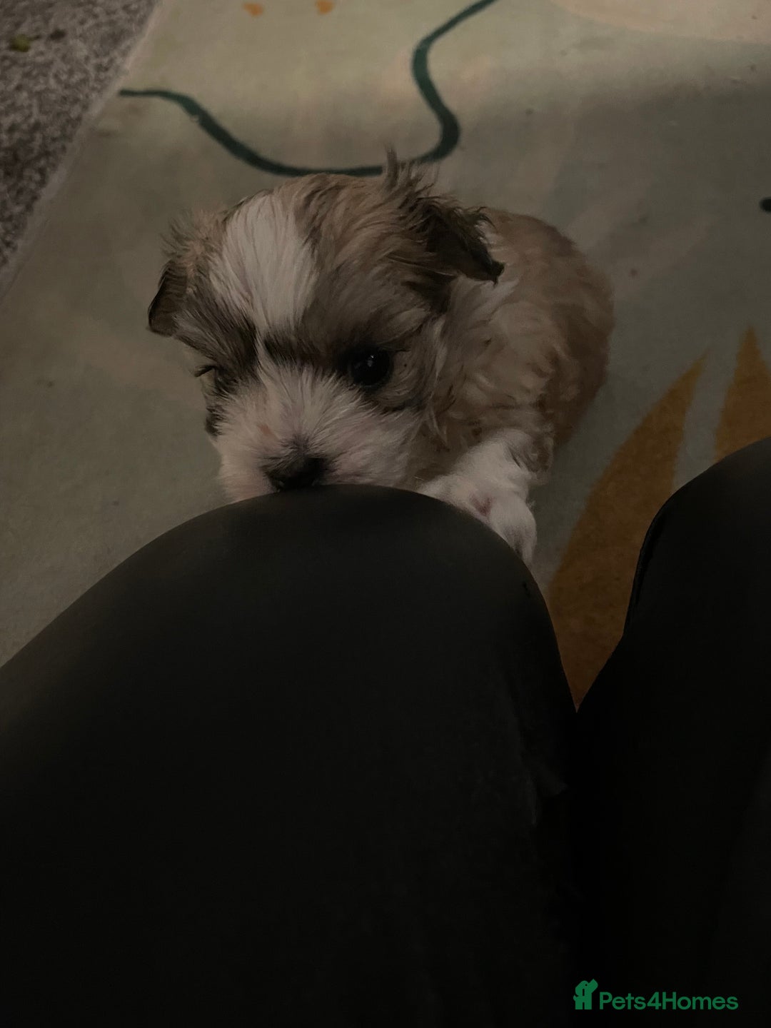 Mixed Breed dogs for sale: Maltese x chihuahua puppies for sale  - Image 12