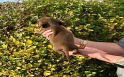 Miniature Dachshund dogs for sale: Kc reg mini dachshunds - Image 16