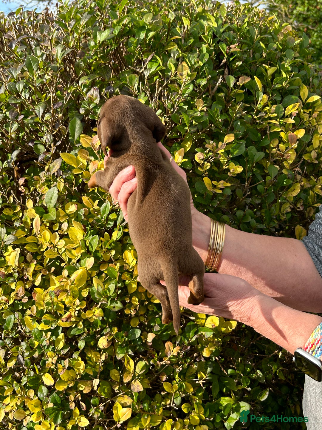 Miniature Dachshund dogs for sale: Kc reg mini dachshunds - Image 16