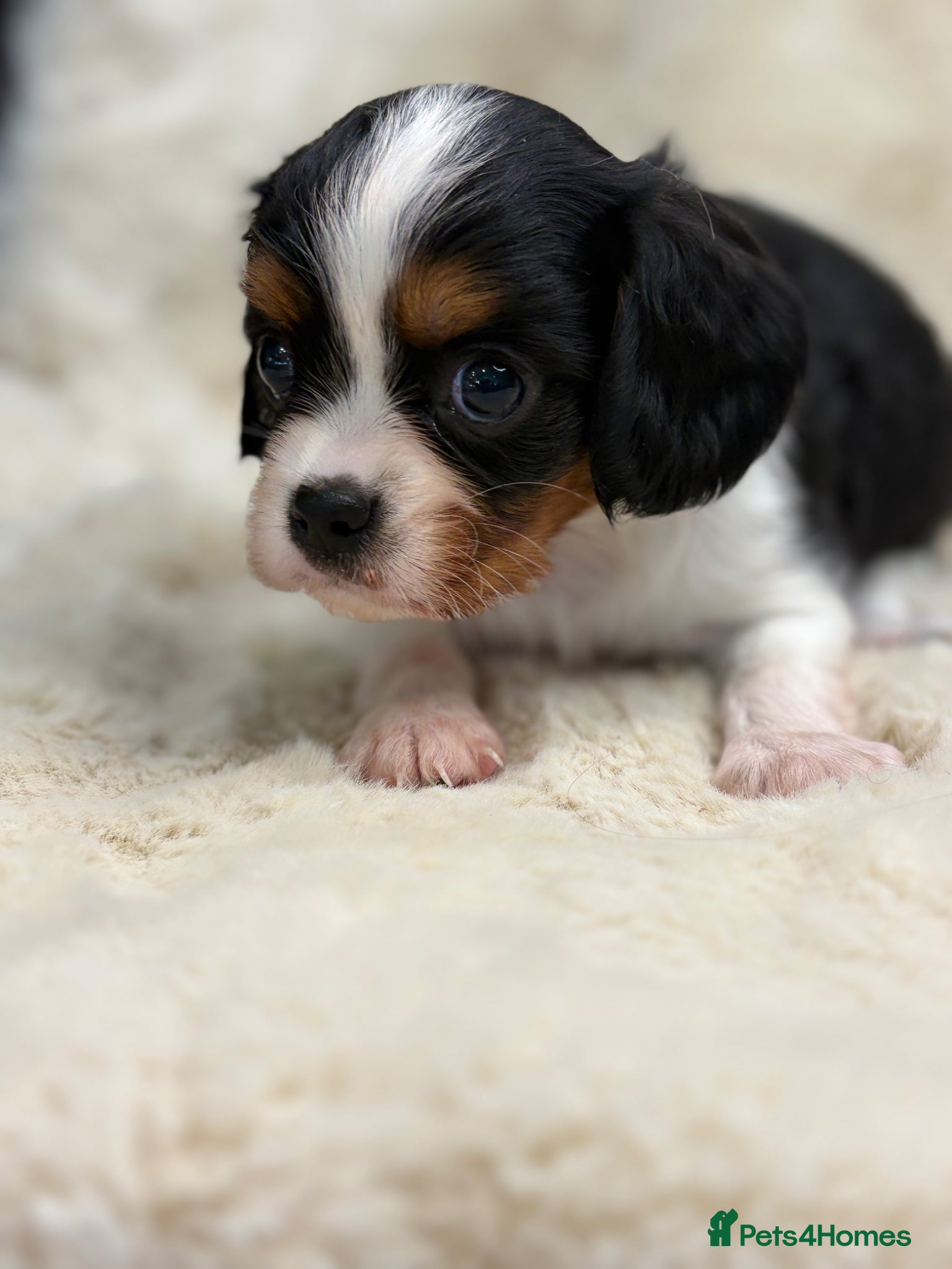Cavalier King Charles Spaniel dogs for sale: Health tested cavalier pups  - Advert 11