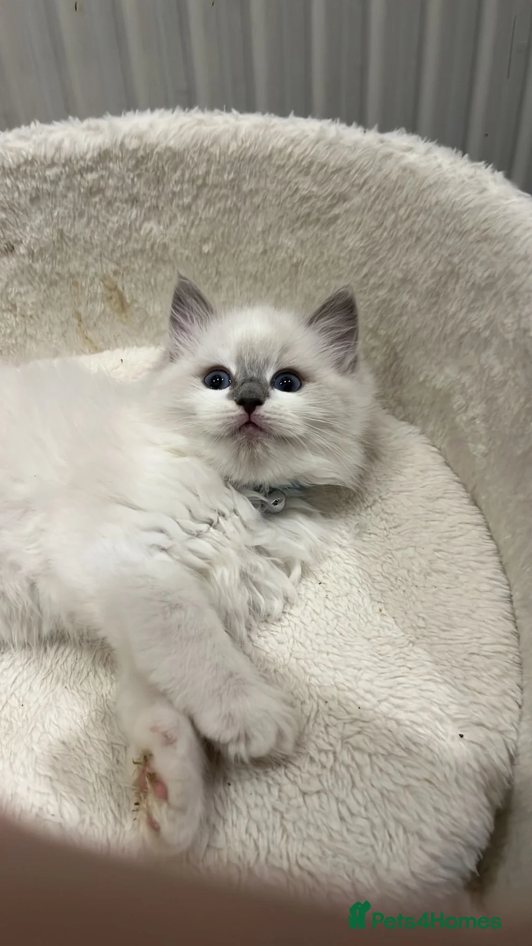 Ragdoll cats for sale: Gorgeous Blue Point Ragdoll Kittens 🐾  - Advert 2
