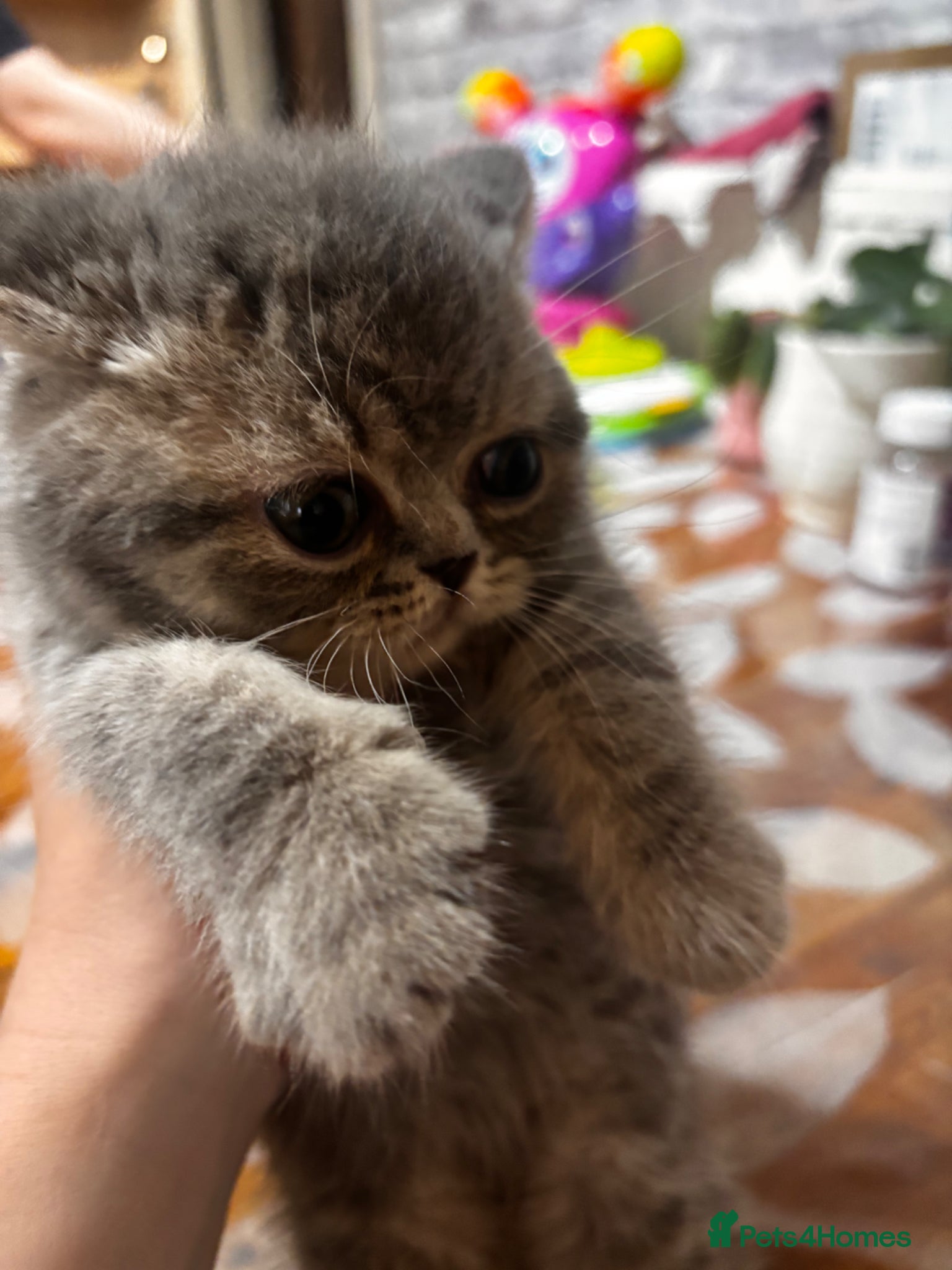 British Shorthair cats Last boy left Blue tabby’s British shorthair  - Advert 4
