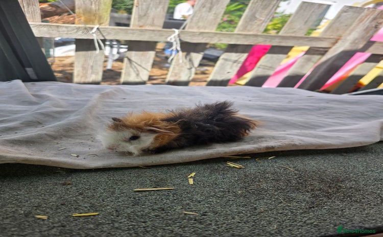 Guinea Pig rodents - Advert 13