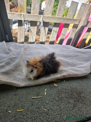 Guinea Pig rodents - Advert 13